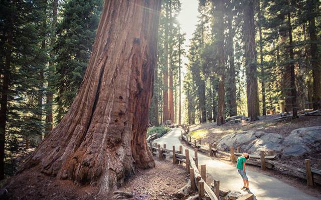 sequoia-national-park-trees-1
