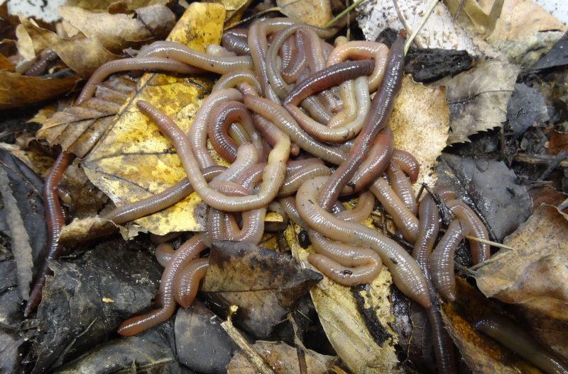 european-earthworms-lumbricus-terrestris-800x528