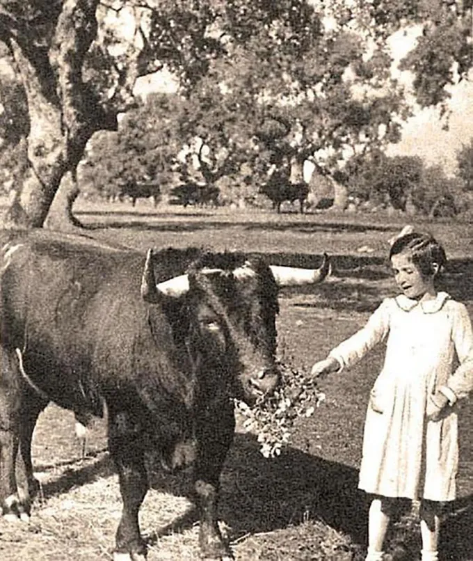 There Was a Real Ferdinand the Bull - Bob Welbaum - Author